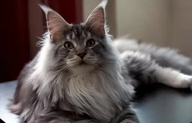 缅因猫竟然有这些问题，宠主们你了解吗？