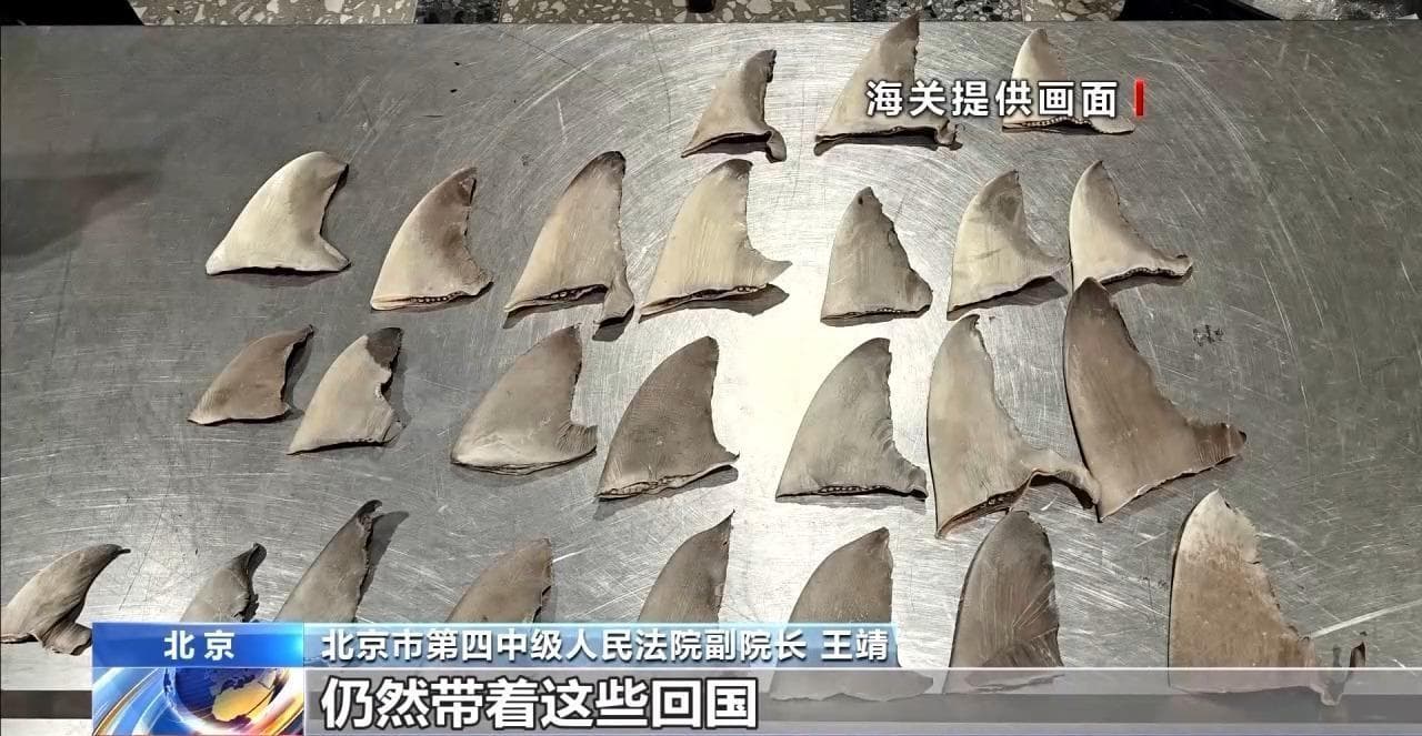 有人获刑3年多！出境游勿购这些“珍贵”食材回国