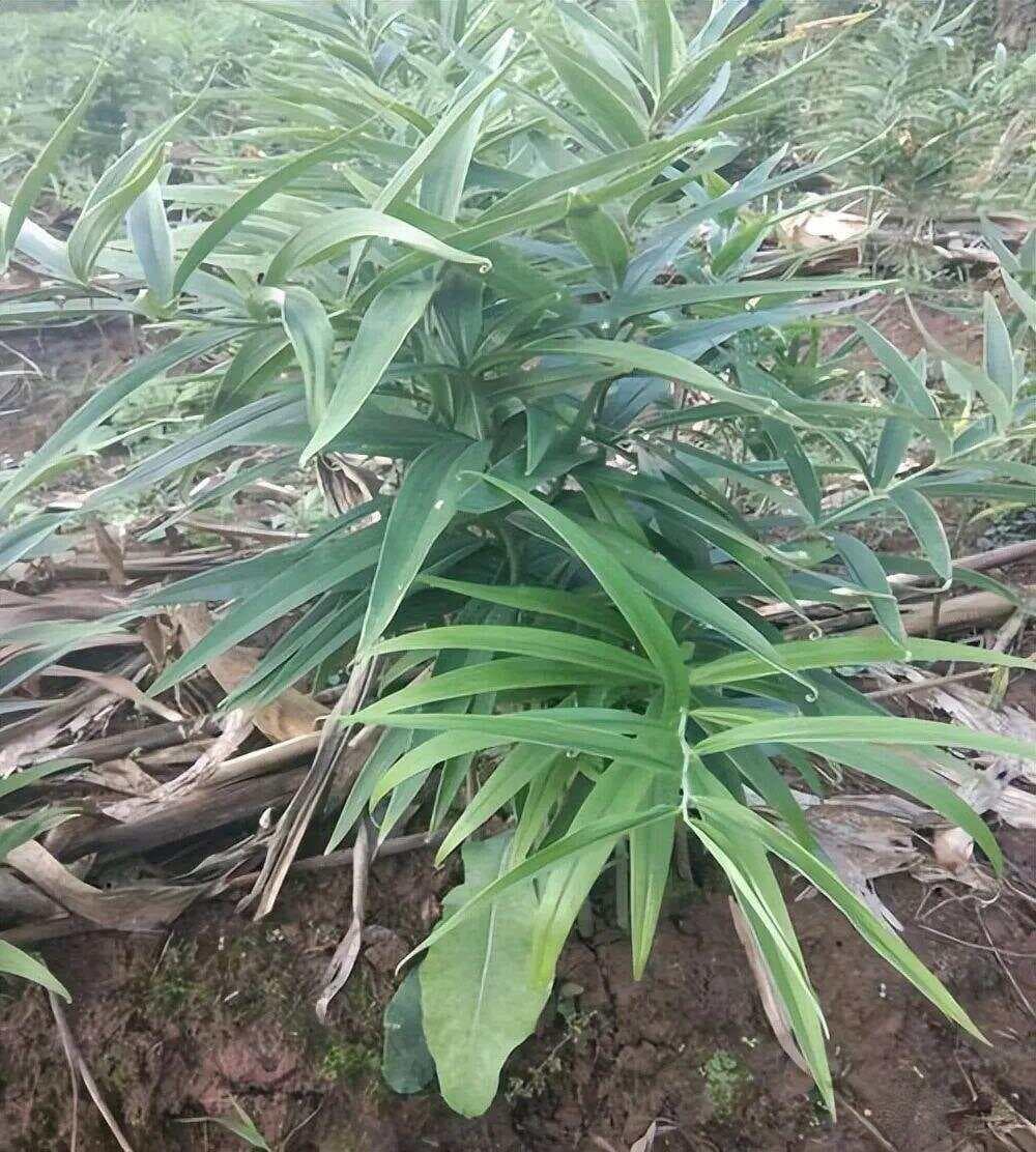 黄精：古人称“仙人余粮”，药食两用，白发者都在寻找它