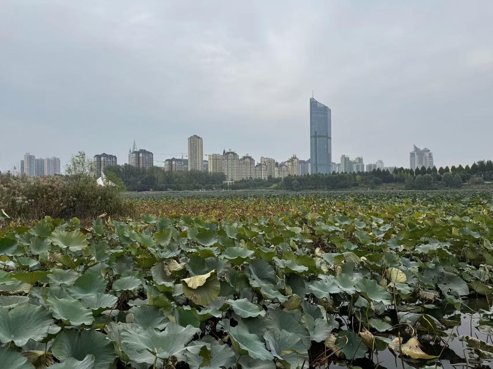Lua入门学习指南及示例