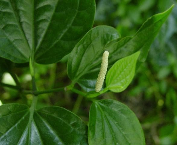 中药假蒟：来源、功效与应用详解