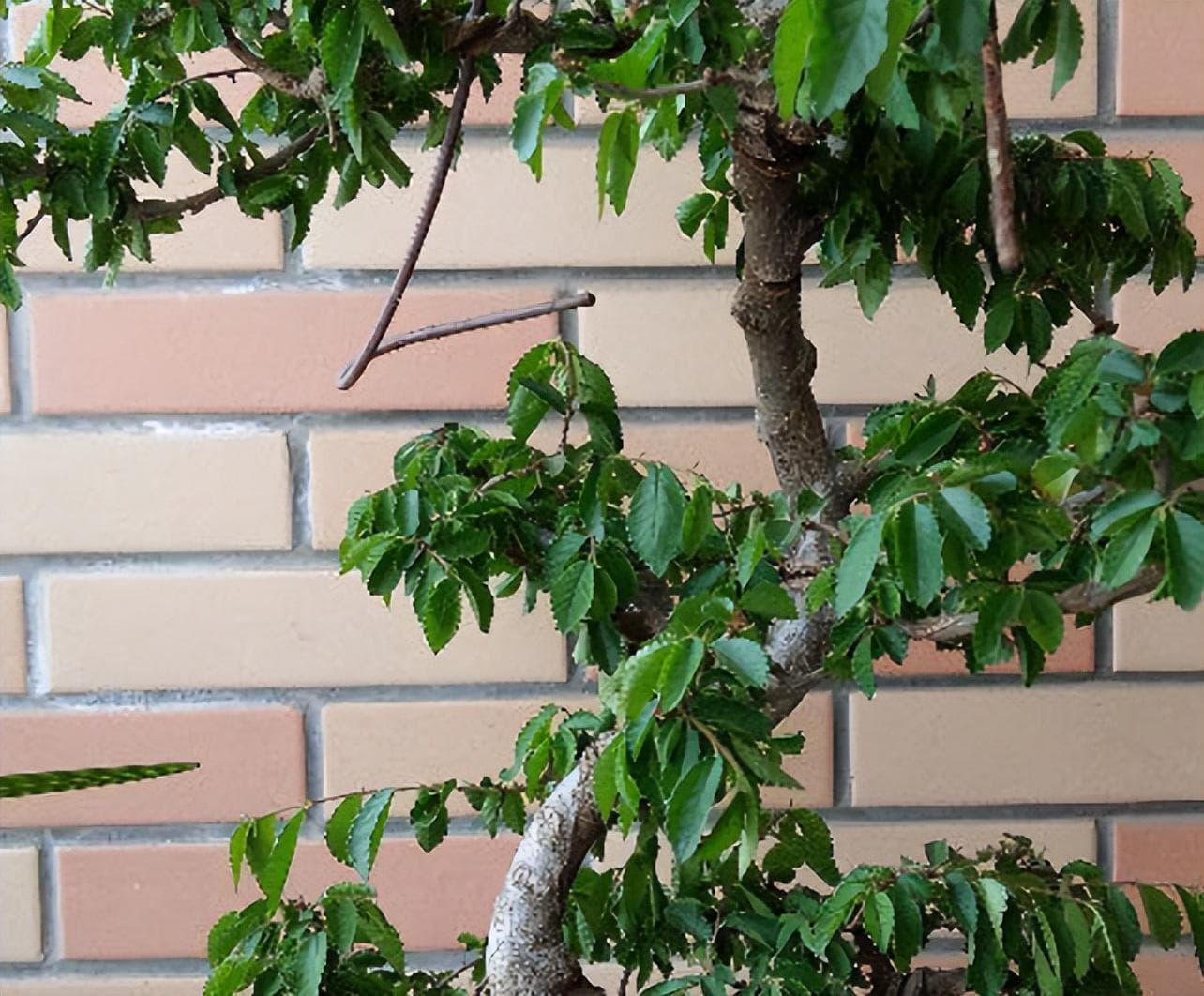 榆树盆景怎么养殖方法（盆景榆树的养护知识）