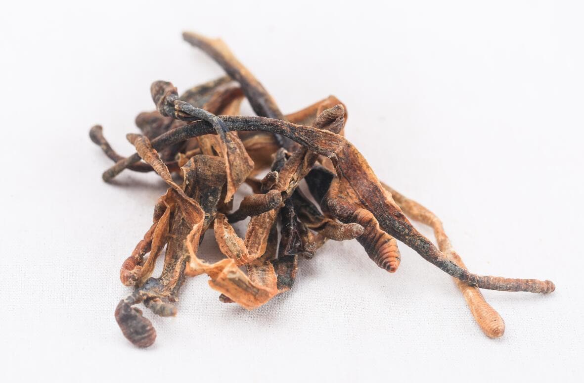 地龙的功效与作用