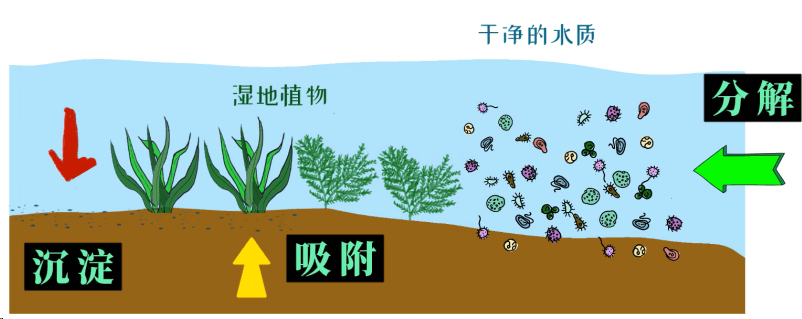 湿地是如何净化水质的？【手绘动画科普】