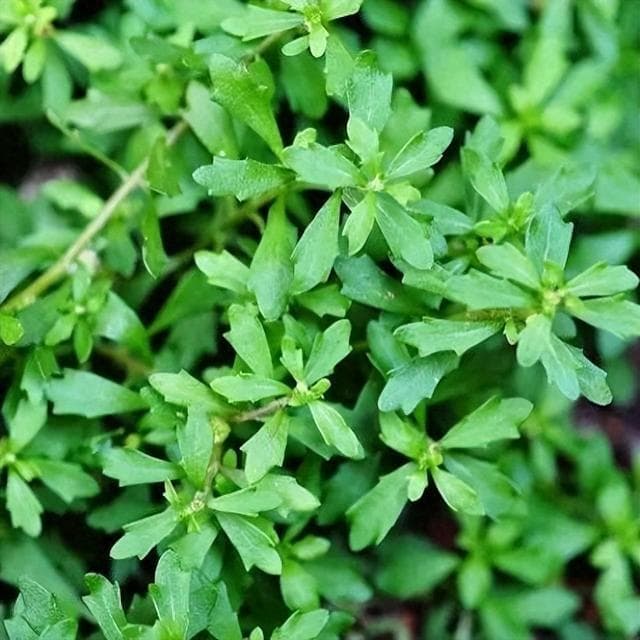 通鼻利窍良药——鹅不食草