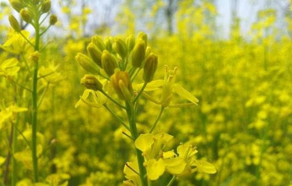 油菜花的花语代表什么情感？