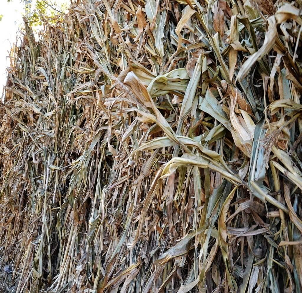 废弃玉米秸秆通过粉碎发酵后喂鸡，变废为宝的同时还能提高养殖效益