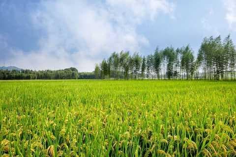 家庭农场国家有什么优惠政策