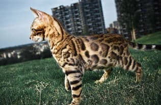 孟加拉豹猫，优雅宠物伴侣