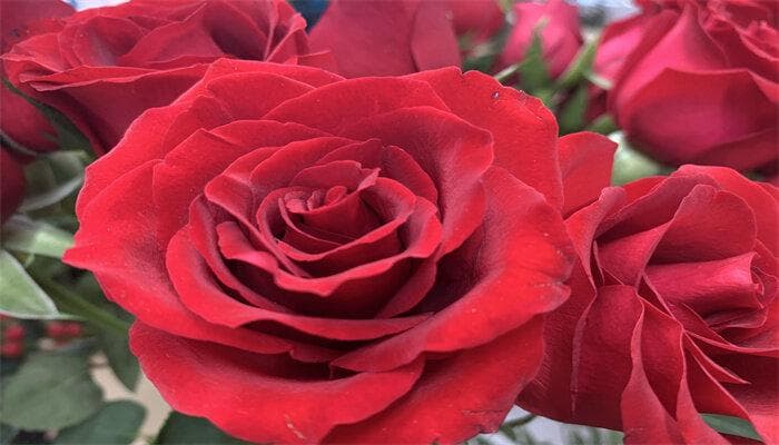 玫瑰花叶子发黄的原因及解决方法
