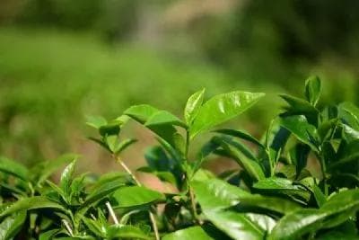 漳平水仙茶：地理标志与文化传承
