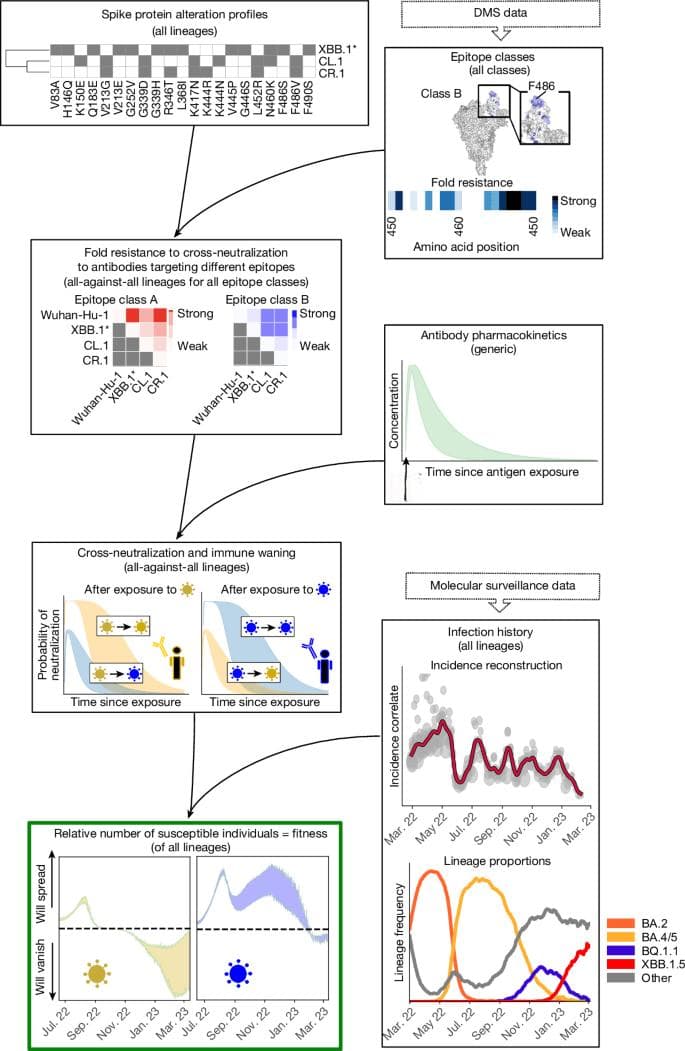 Nature最新研究：病毒演化受免疫历史驱动，影响新变种传播能力