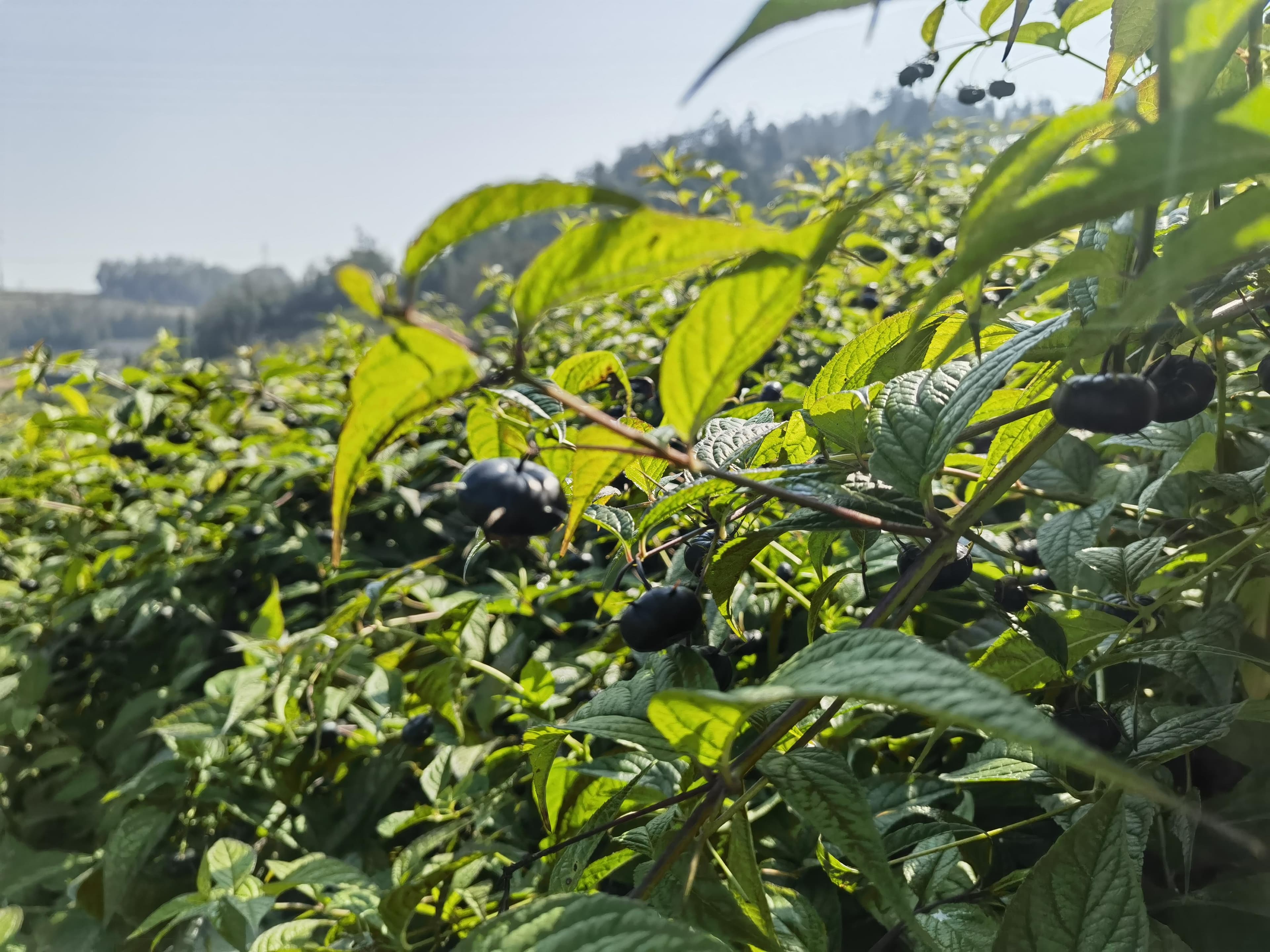 红果参栽培技术要点