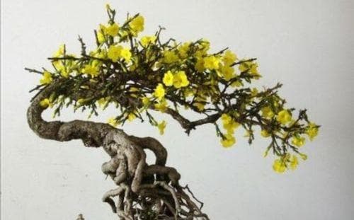 迎春花盆景制作与养护全攻略