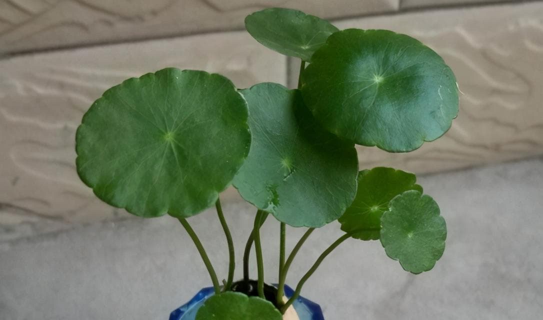 熟鸡蛋壳也能变废为宝？教你自制环保有机花肥