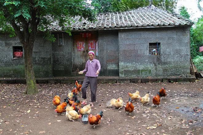 鸡一般养几个月可以吃