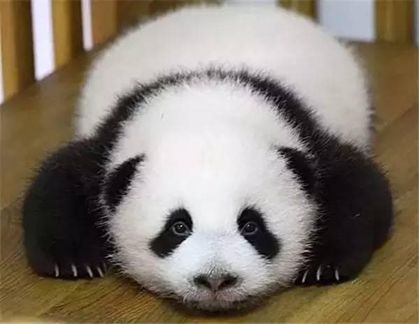 大熊猫的智商（大熊猫的智商相当于人类几岁）