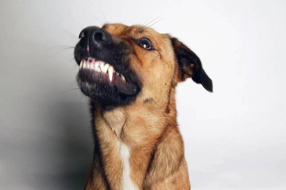 令人闻风丧胆的狂犬病，一文带你全了解