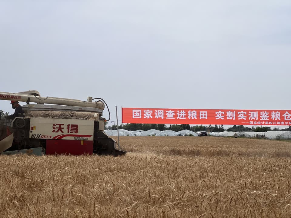 粮食产量数据如何计算？这个测产现场全流程演示