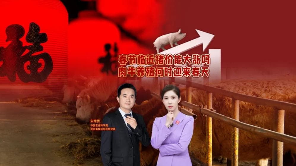 春节临近，猪价走势如何？如果减少牛肉进口量，我国肉牛价格会上涨吗？