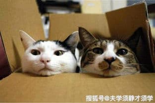 猫咪误食巧克力？速查症状，及时就医！