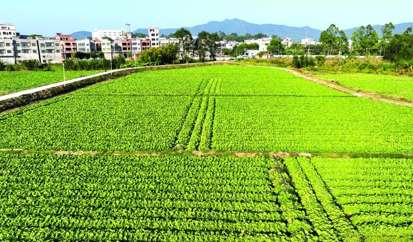 惠州惠城横沥矮陂村：“稻稻菜”轮作种出“金”产业