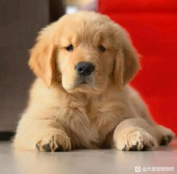 狗狗为何钟情骨头：基因密码与进化印记
