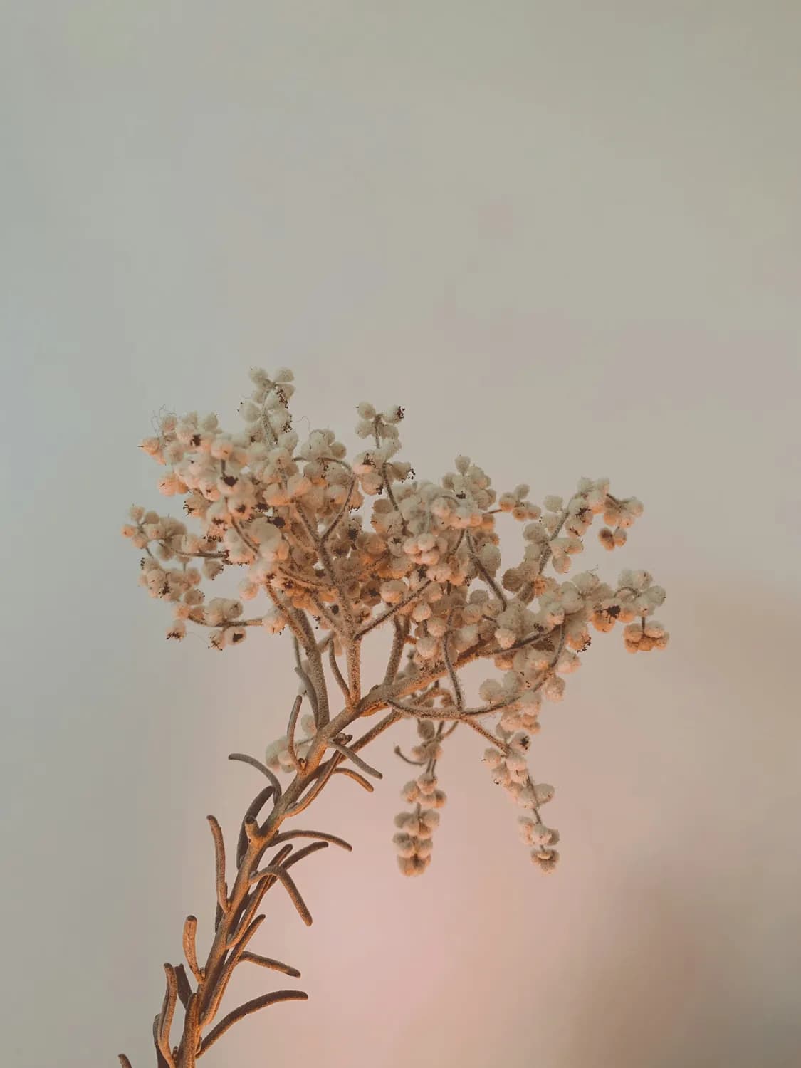 秋冬家居装饰新宠：尤加利干花