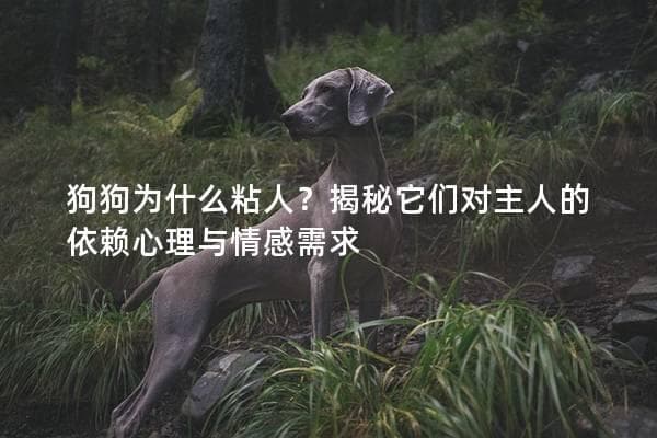 揭秘狗狗粘人真相：从本能到情感需求全解析