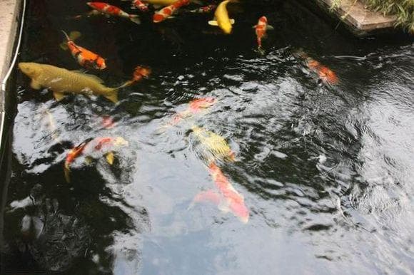 养鱼先养水：好水的定义与判断标准