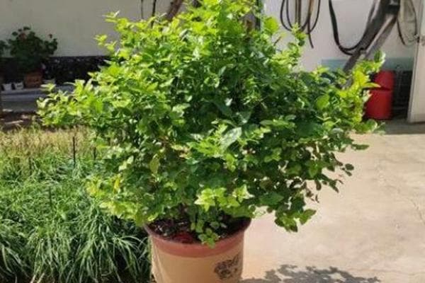 茉莉花怎么养才能更旺盛开花？