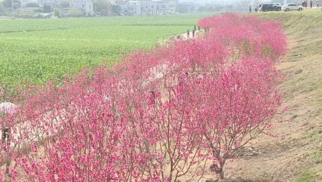 广东澄海：千亩桃花竞相绽放，乡村美景引人入胜