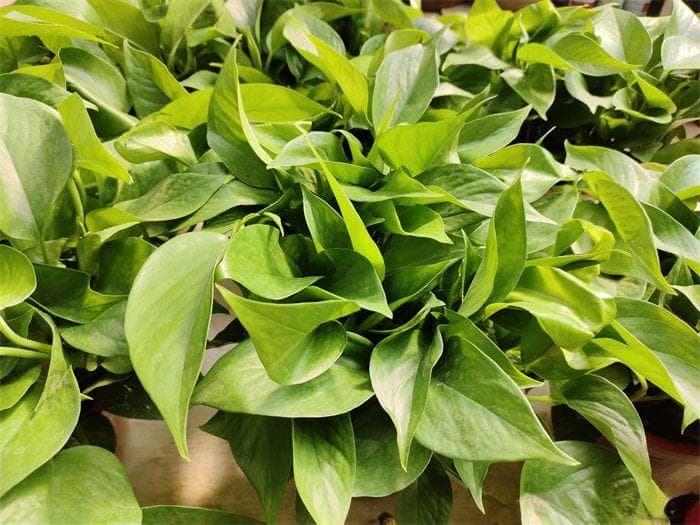 水培植物有哪些？从常见到特色品种全解析