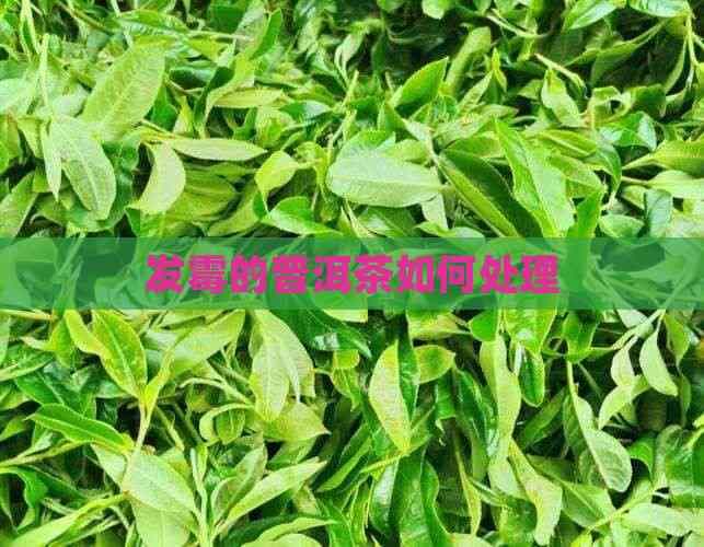 发霉的普洱茶如何处理