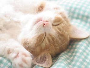 猫咪感冒怎么办？全面指南及药物推荐
