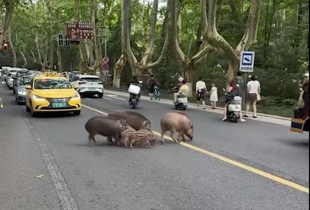 南京“野猪现象”：探究城市与自然的平衡之路