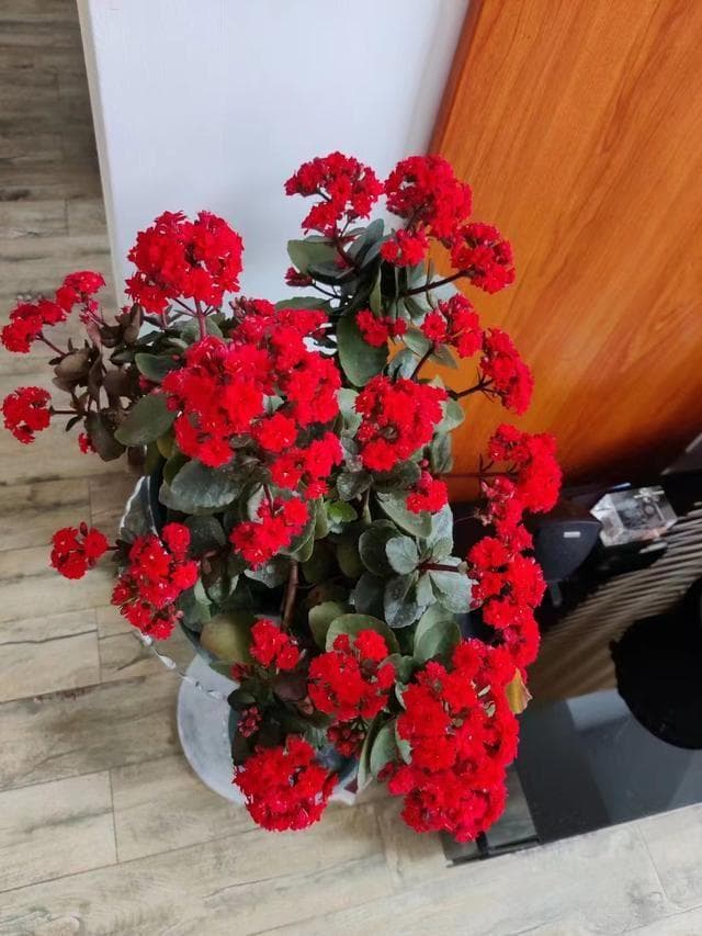 长寿花一年开几次花？