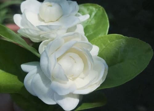 茉莉鲜花怎么水养