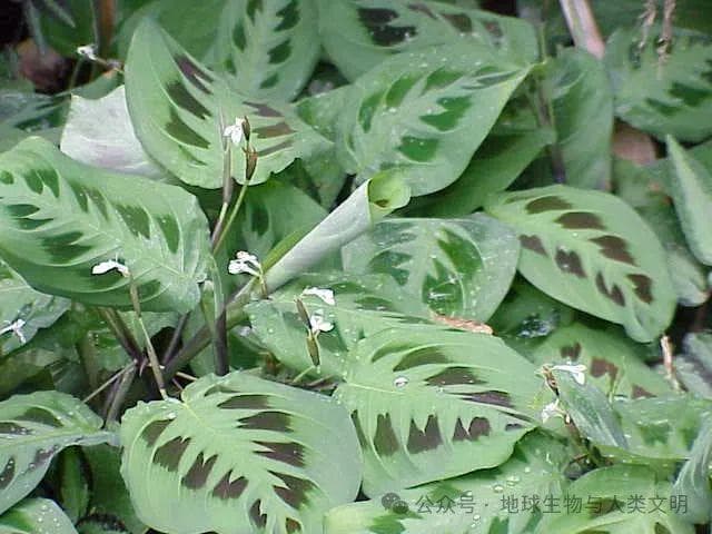 【植物界全系列】姜目—竹芋科