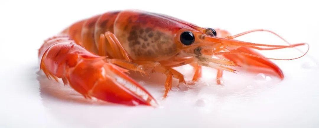 虾头变黑的虾，还能吃吗？