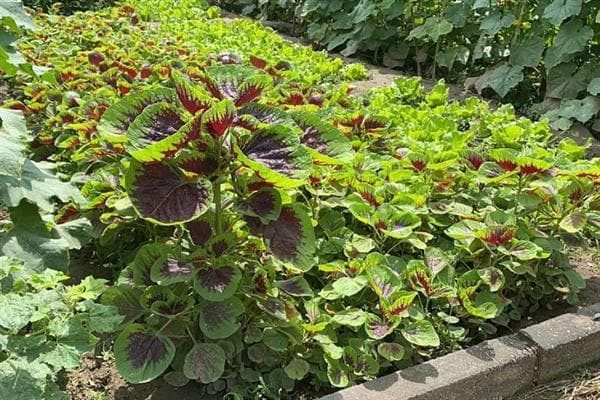 苋菜种植全攻略：从时间选择到采收管理