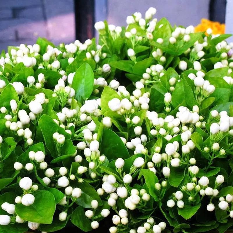 24种香气芬芳的植物 比比看它们谁的香味浓又好闻