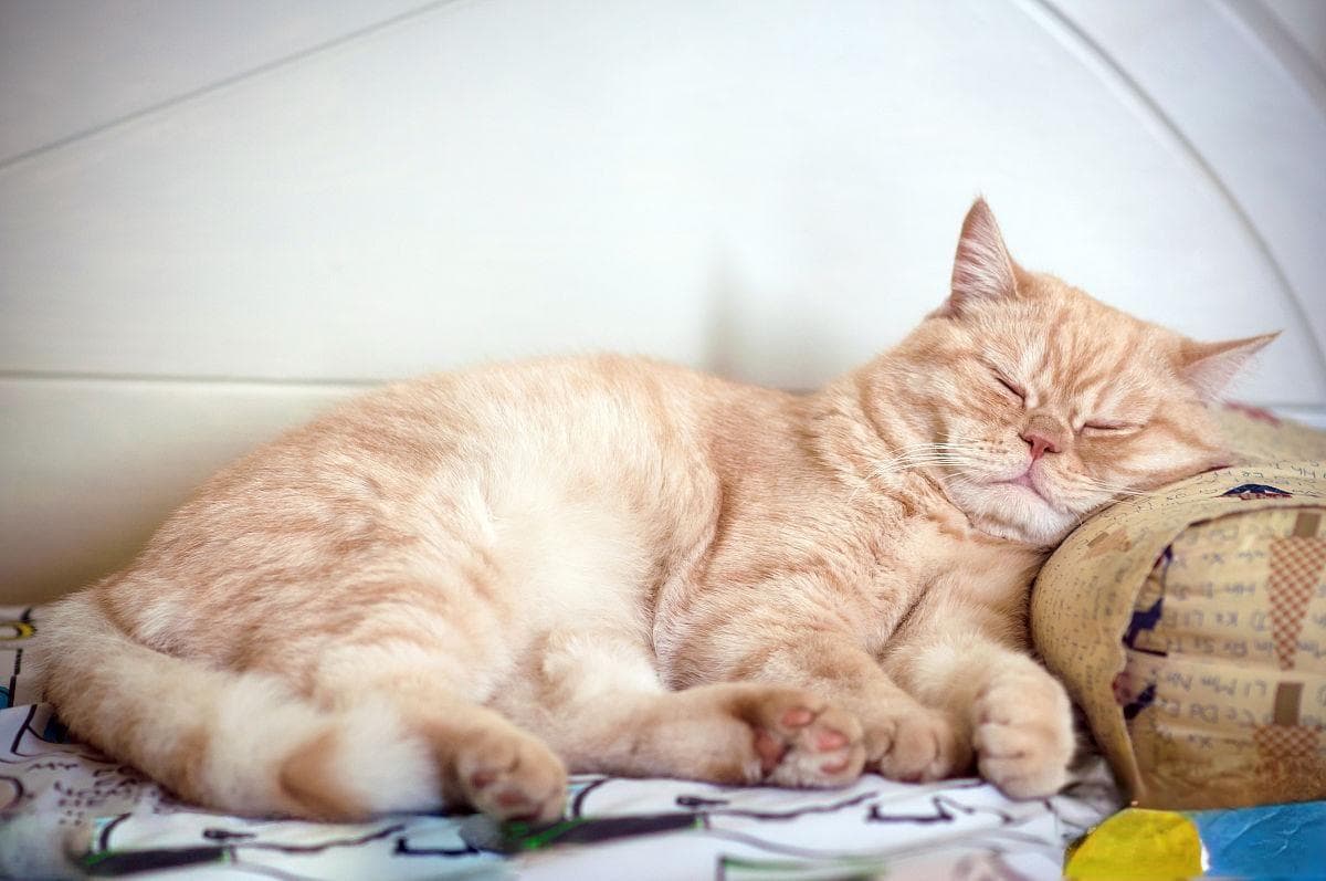 猫胃肠溃疡：症状、原因、诊断与治疗全解析