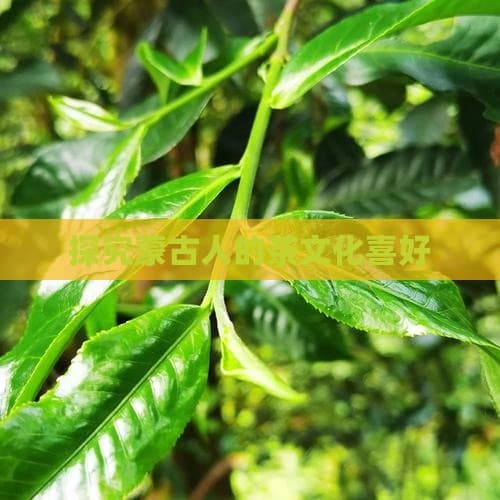 探究蒙古人的茶文化喜好