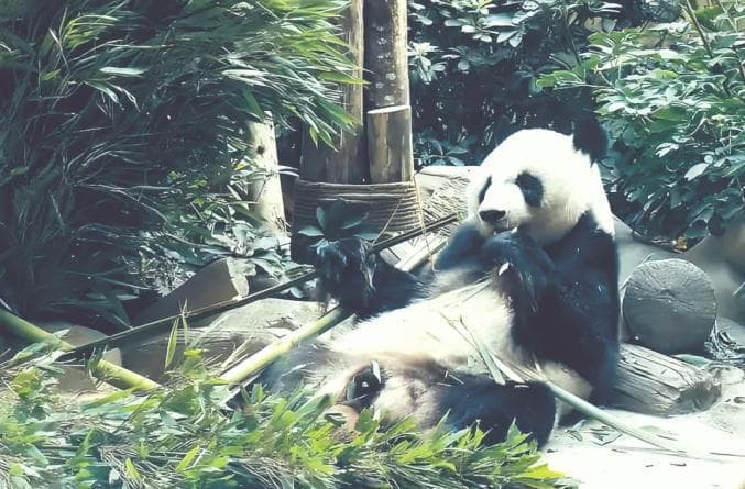 大熊猫是动物界的“活化石”和孑遗生物