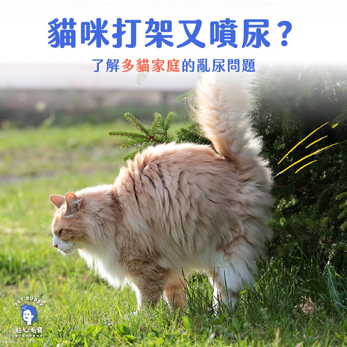 【猫咪行为知识】猫咪又乱尿？了解多猫家庭常见乱尿原因，四大步骤教你有效改善！