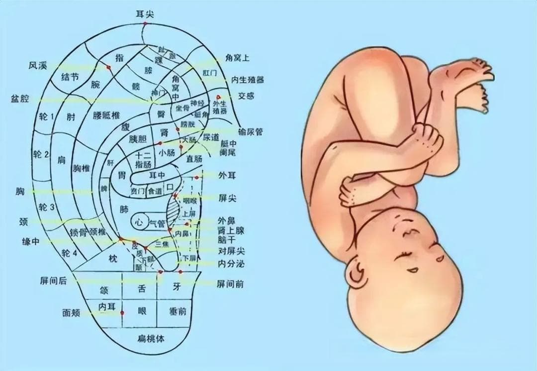 耳朵上的养生密码：激活全身穴位，轻松应对常见不适