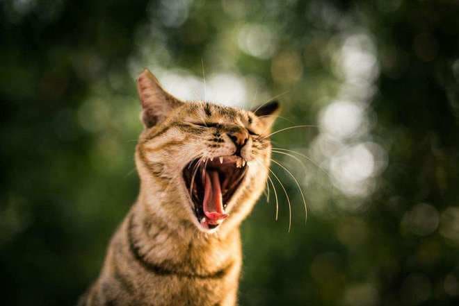 猫科动物尿液在紫外线下发光！流浪猫会用尿液标记领地吗？