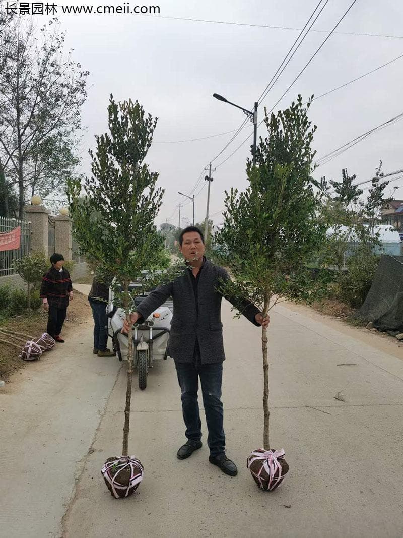 黄杨树和冬青树哪个贵？价格差异原因全解析