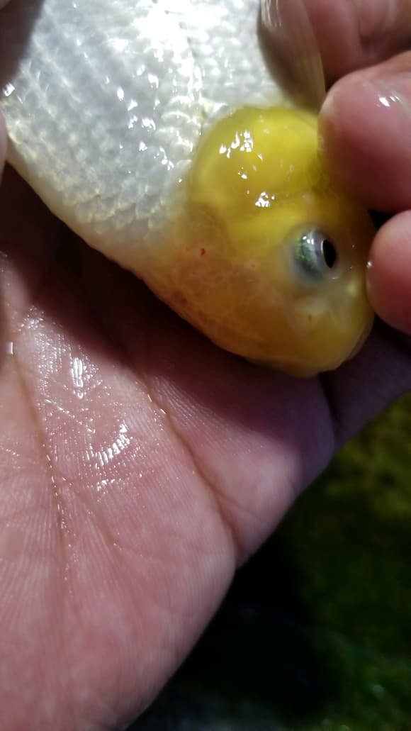 金鱼各类白点的病理分析